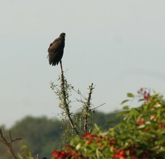Rostrhamus sociabilis