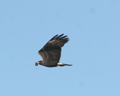 Rostrhamus sociabilis