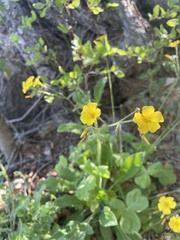 Oxalis megalorrhiza