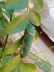 Papilio polytes