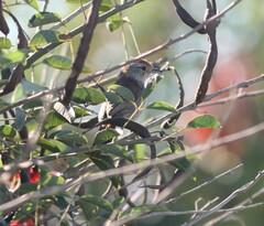 Thamnophilus ruficapillus