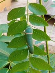 Papilio polytes