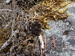 Scytinium lichenoides