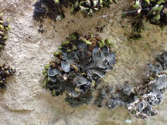 Leptochidium albociliatum