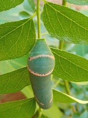Papilio polytes