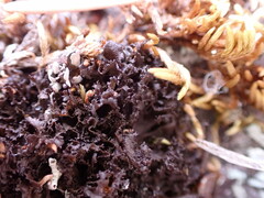 Scytinium lichenoides