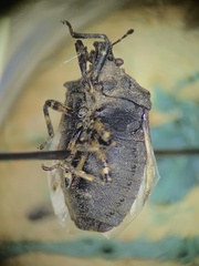 Amaurochrous cinctipes