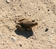 Leptodactylus luctator