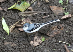 Motacilla clara
