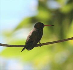 Hylocharis chrysura