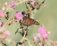Danaus erippus