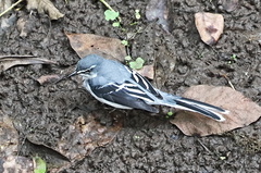 Motacilla clara