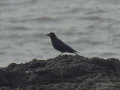 Corvus corone corone