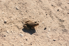 Leptodactylus luctator