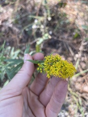 Solidago tortifolia