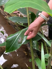 Natalobatrachus bonebergi