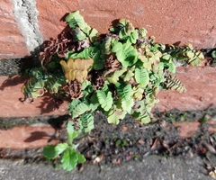 Adiantum aleuticum subpumilum