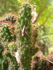 Oxyopes shweta