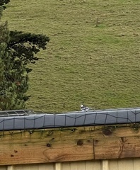 Motacilla alba yarrellii