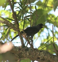 Stephanophorus diadematus