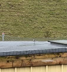 Motacilla alba yarrellii