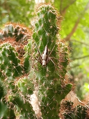 Oxyopes shweta