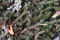 Selaginella rupestris