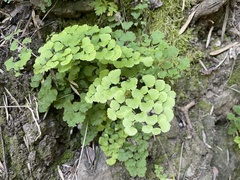 Adiantum chilense