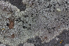 Lecanora argopholis