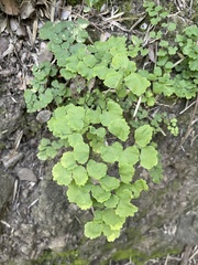 Adiantum chilense