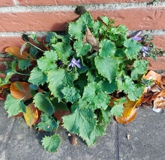 Campanula poscharskyana