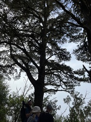 Pinus canariensis