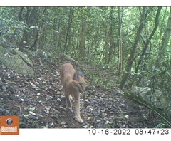 Caracal caracal caracal