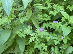 Geranium robertianum