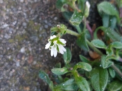 Cerastium fontanum