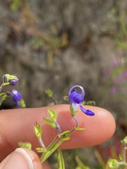 Trichostema setaceum