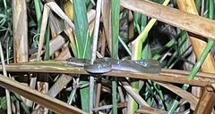 Lycodonomorphus rufulus