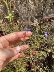 Trichostema setaceum