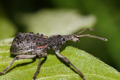 Leptopius clavus