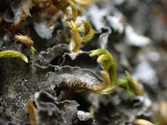 Leptochidium albociliatum