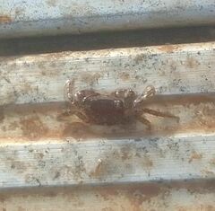 Pachygrapsus