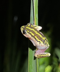 Hyperolius marmoratus