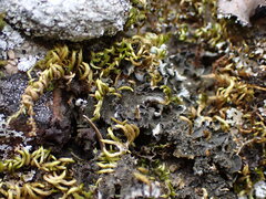 Leptochidium albociliatum