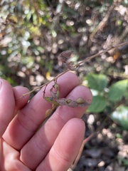 Desmodium floridanum
