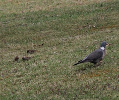 Columba palumbus palumbus