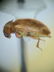 Byturus unicolor