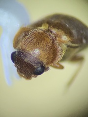 Byturus unicolor