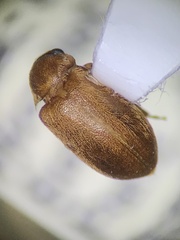 Byturus unicolor
