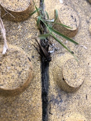 Loxoblemmus equestris