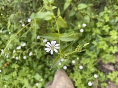 Stellaria chilensis